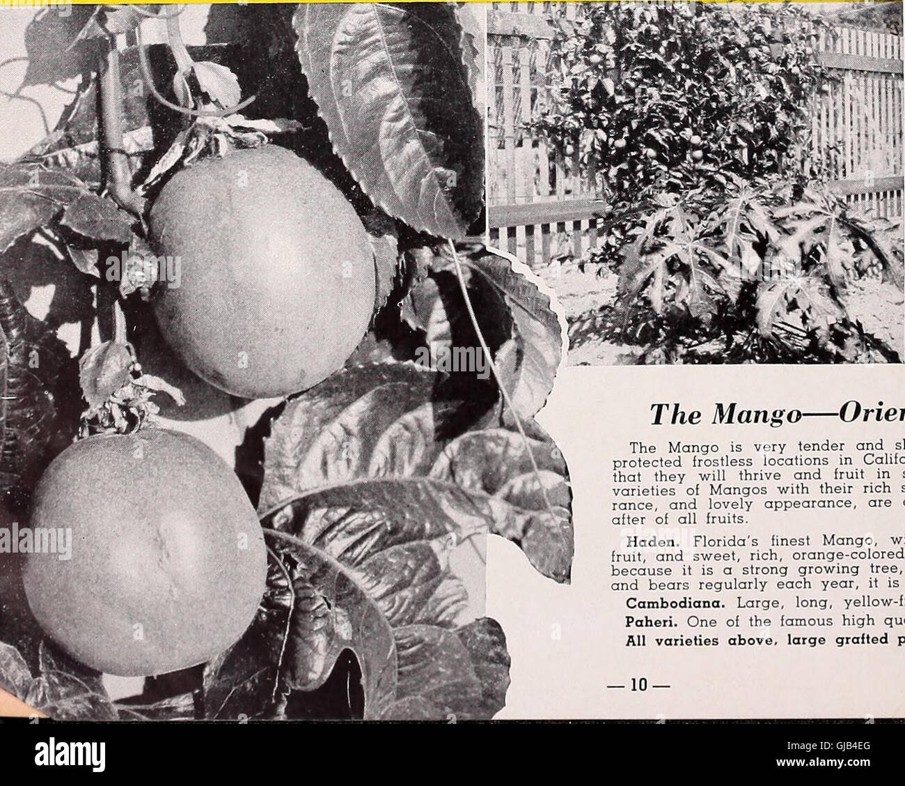 Armstrong Nurseries (1935 Stock Photo Alamy