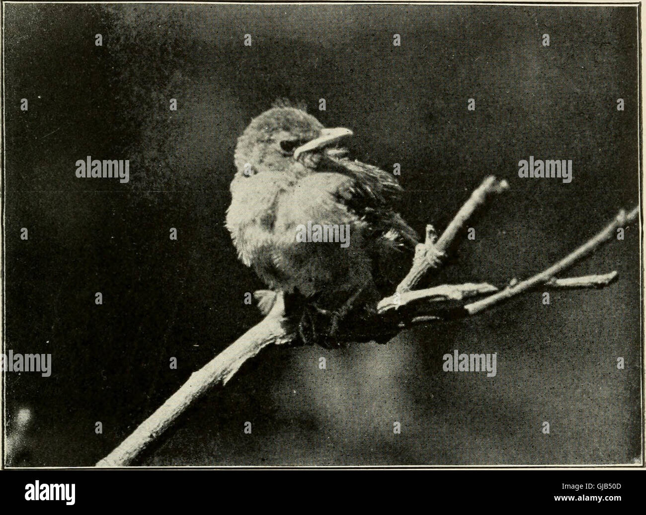 A 1911 photographic study capturing wild birds in their natural ...