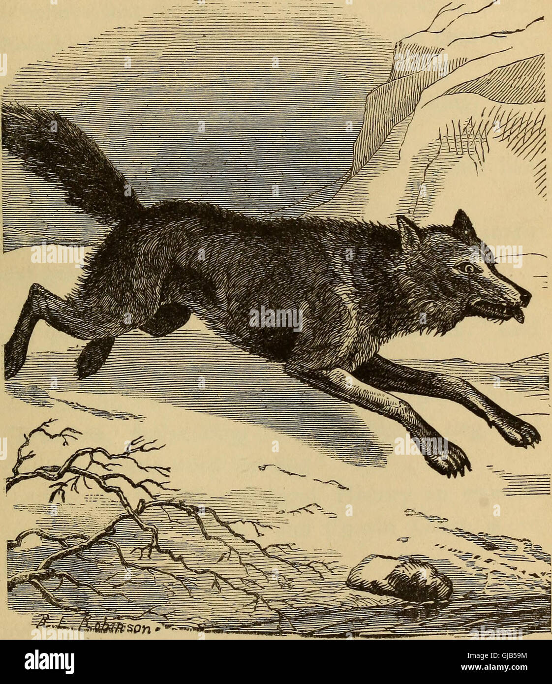 Four feet, wings, and fins (1879 Stock Photo Alamy