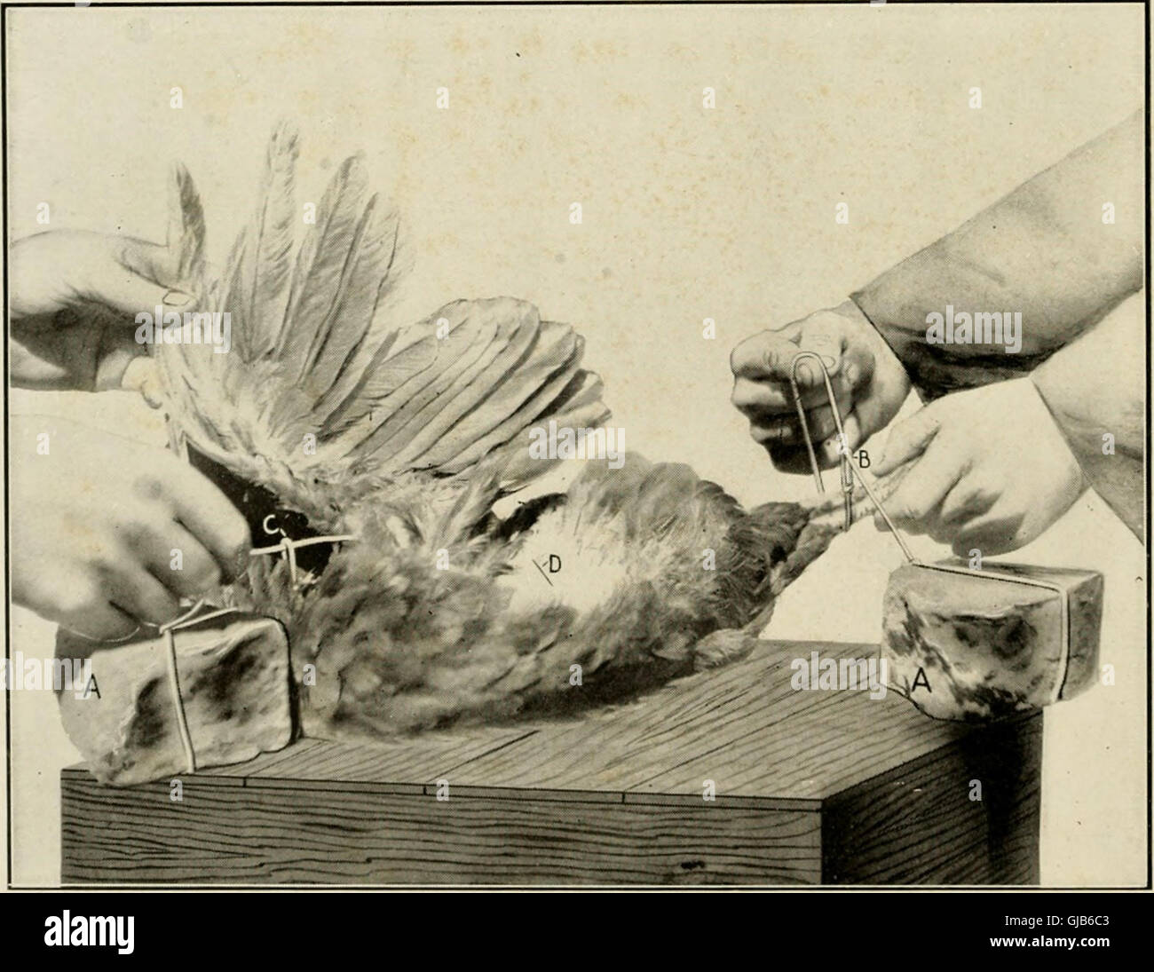 Animal castration book students practitioners hi-res stock photography