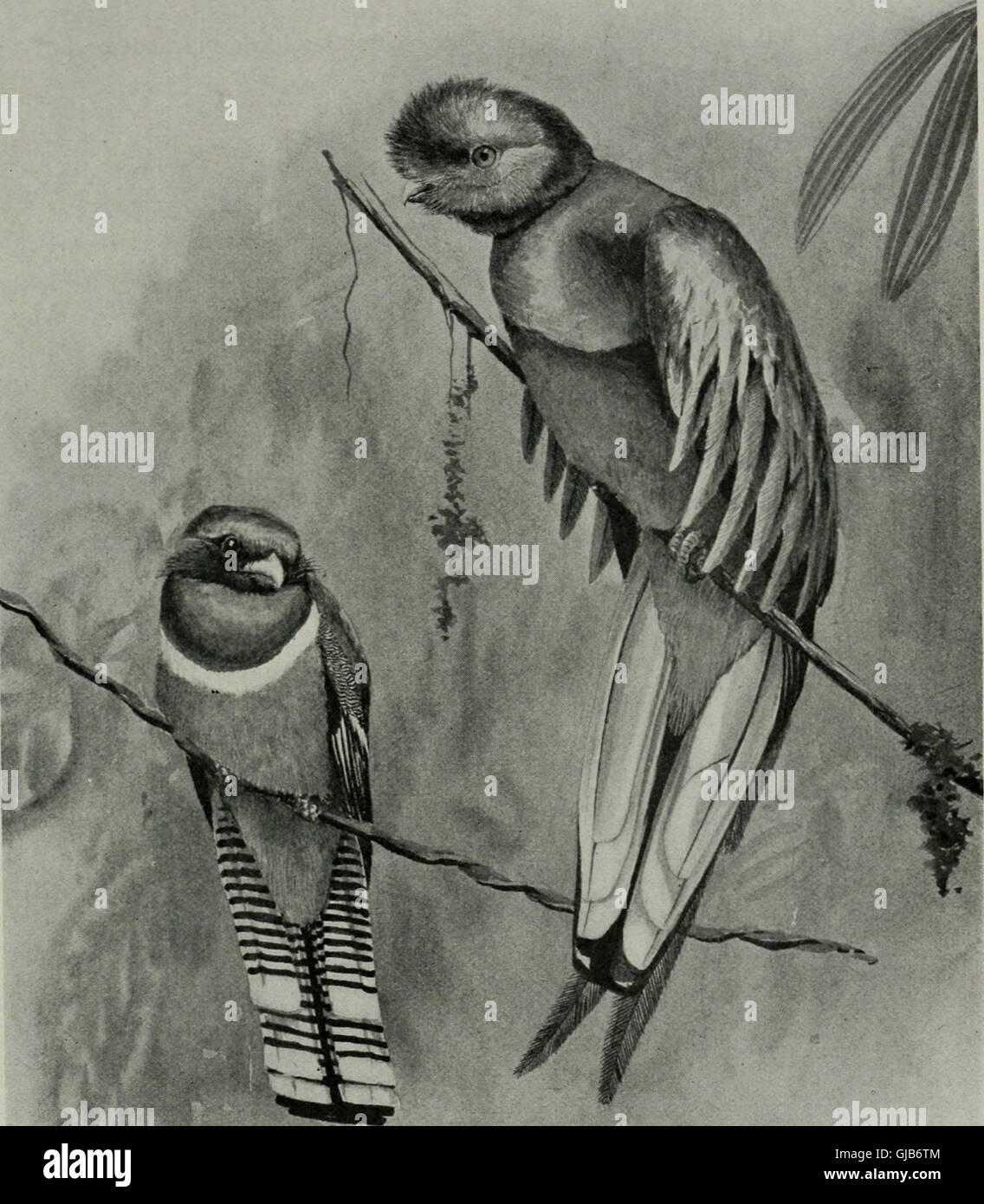 Bird-lore (1914) Stock Photo