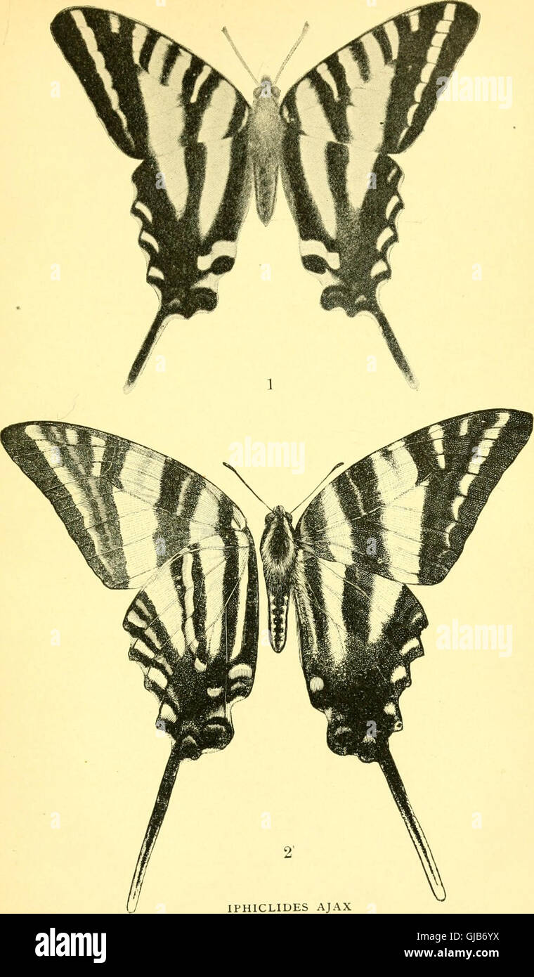 Frail Insect An image from 'Frail Children of the Air; Excursions into the World of ...