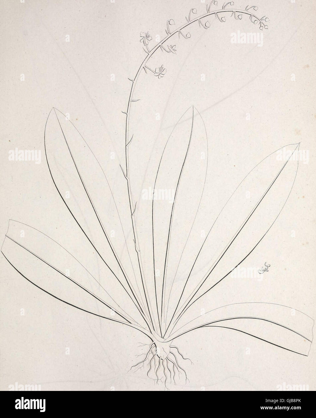 Petro nomine ac imperio primo Brasiliensis imperii perpetuo defensore jubente Florae fluminensis icones nunc primo eduntur (1827) Stock Photo