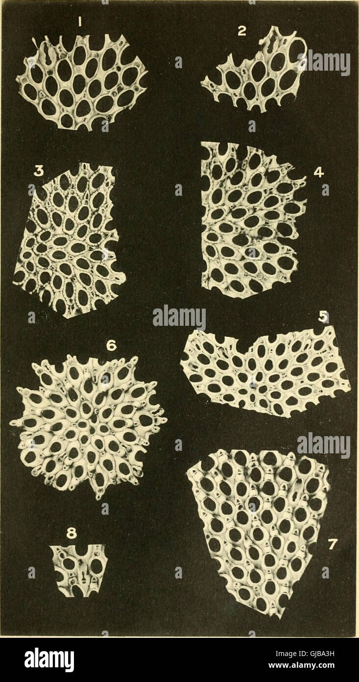 Geological magazine (1914 Stock Photo Alamy