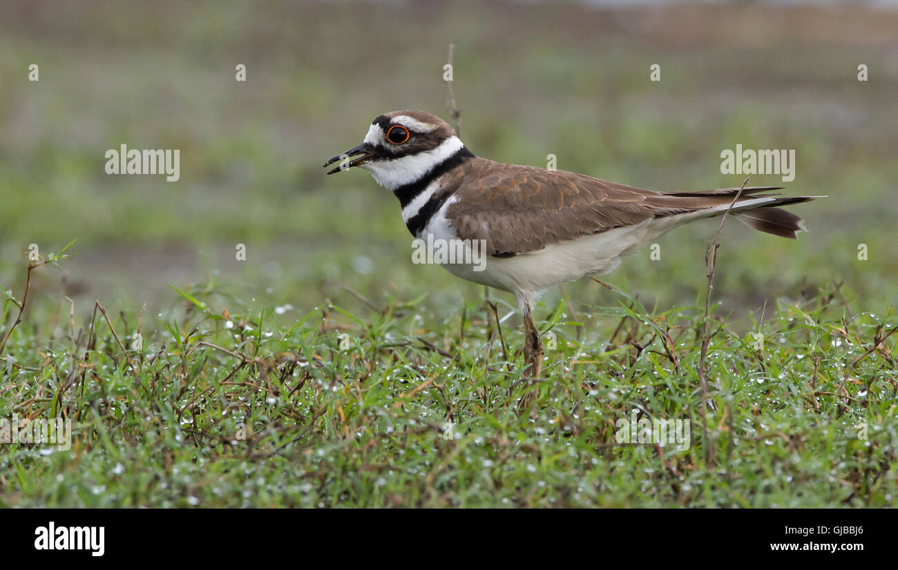 Killdeer (Charadrius vociferus). Myakka River State Park, Florida, USA