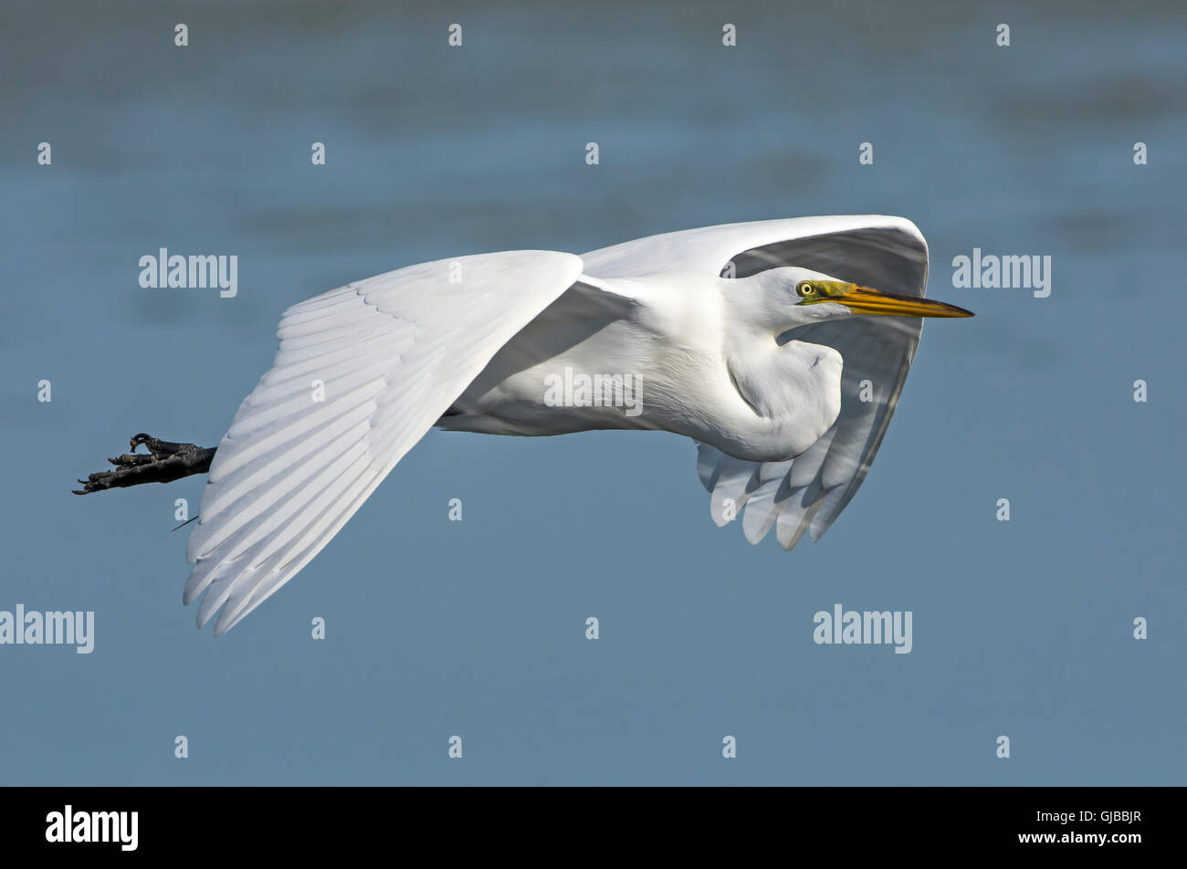 Great Egret (Ardea alba). Myakka River State Park, Florida, USA. Stock Photo