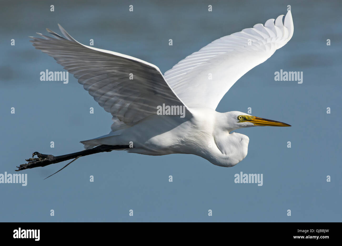 Great Egret (Ardea alba). Myakka River State Park, Florida, USA. Stock Photo
