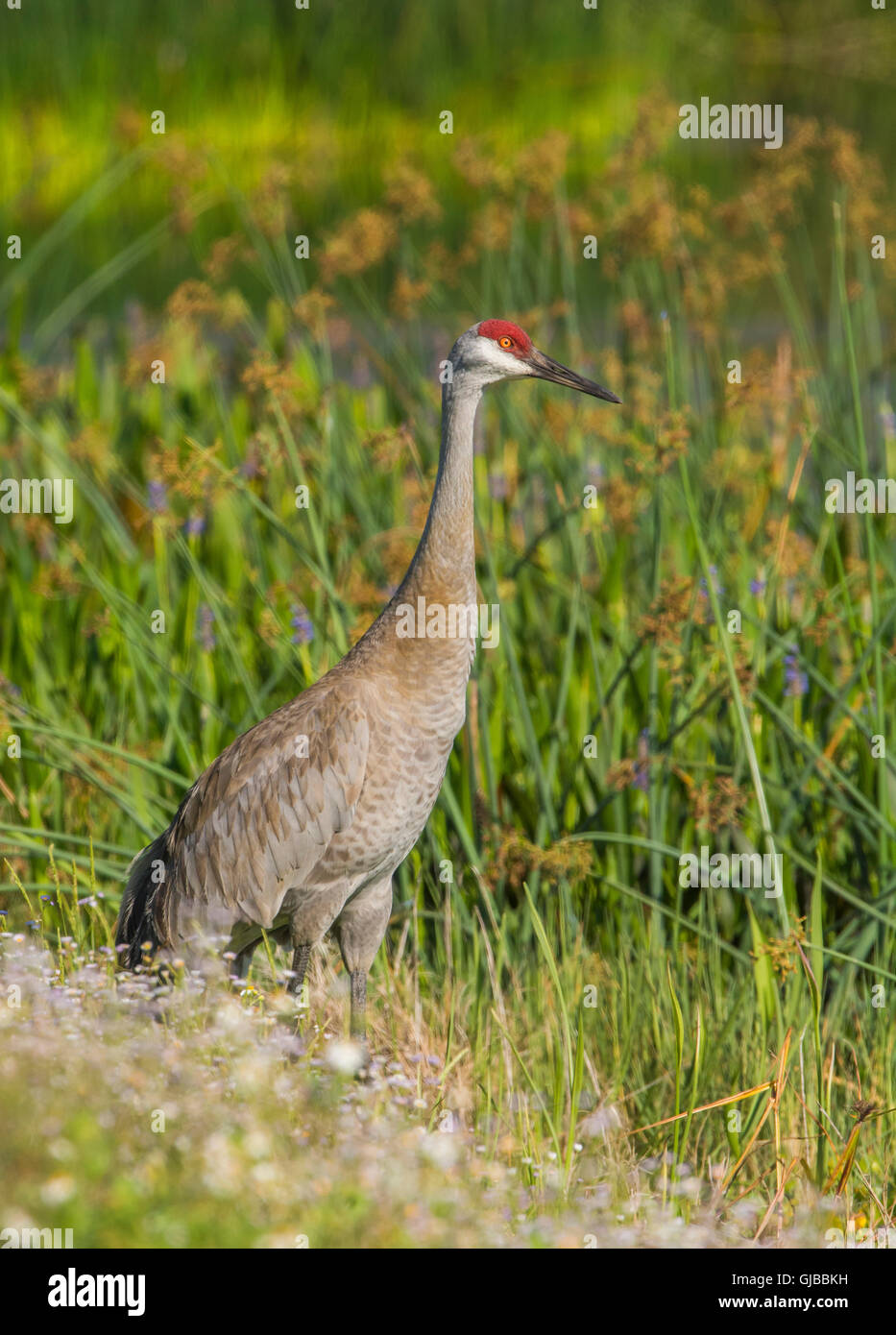 Sandhill Crane (Grus canadensis). Viera Wetlands, Florida, USA. Stock Photo