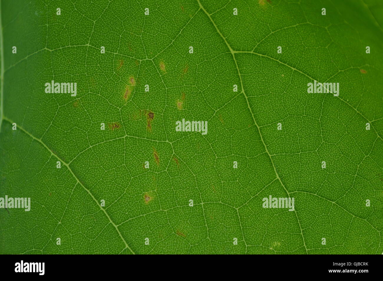 Leaf macro Catalpa bignonioides Stock Photo
