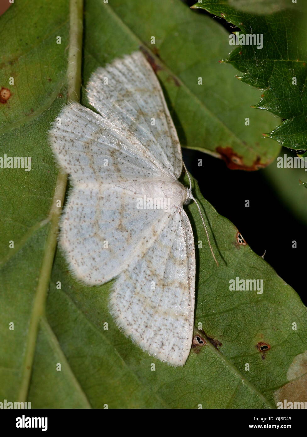 Female European Common Wave moth (Cabera exanthemata - Geometridae) Stock Photo