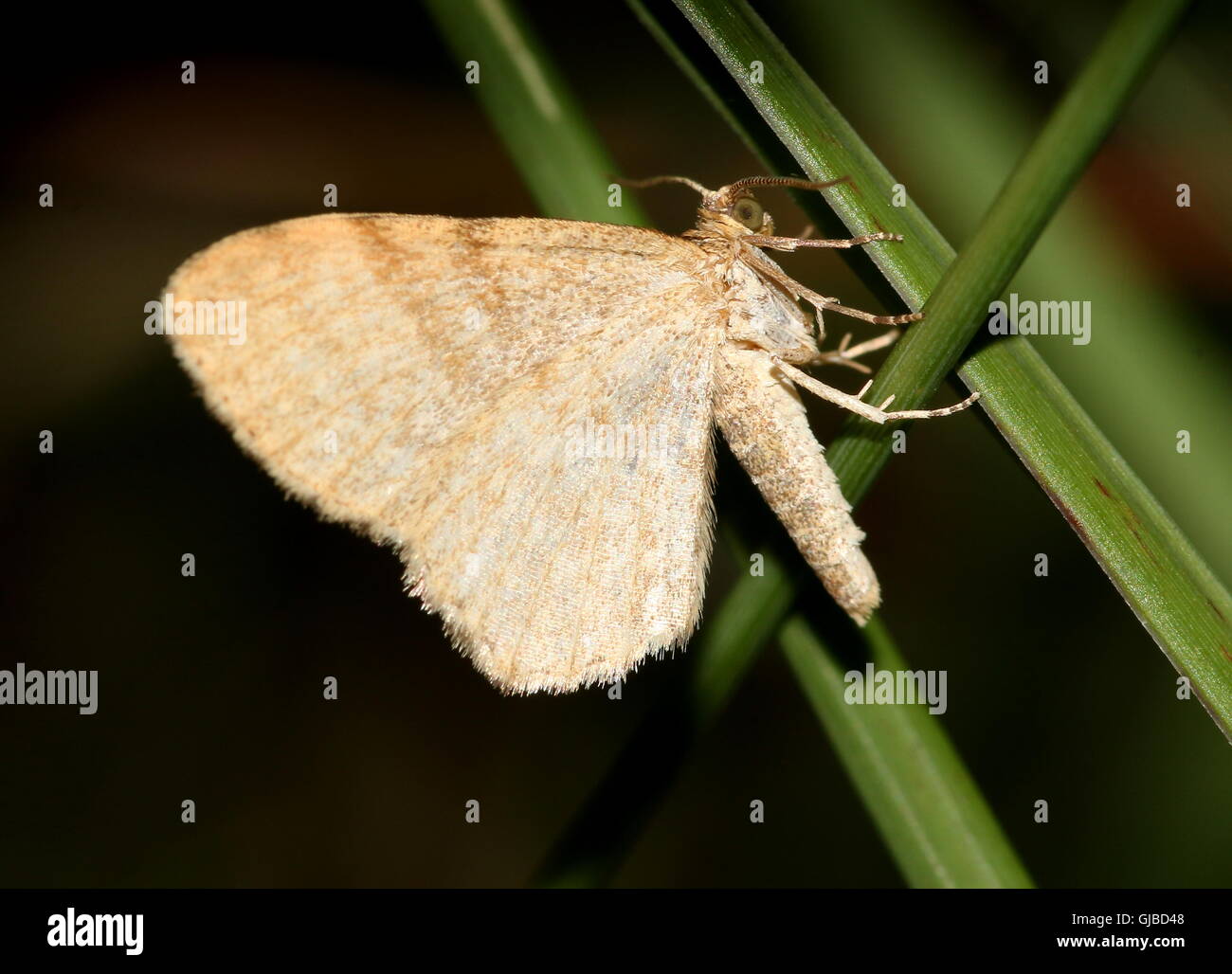 European Dingy Shell Moth (Euchoeca nebulata - Geometridae) in its typical resting pose Stock Photo