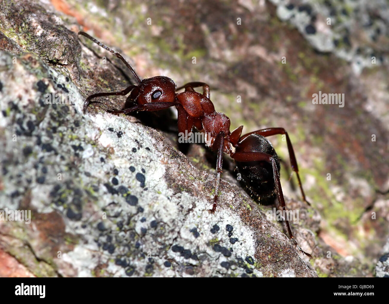 European red wood ant (Formica polyctena) seen in profile Stock Photo