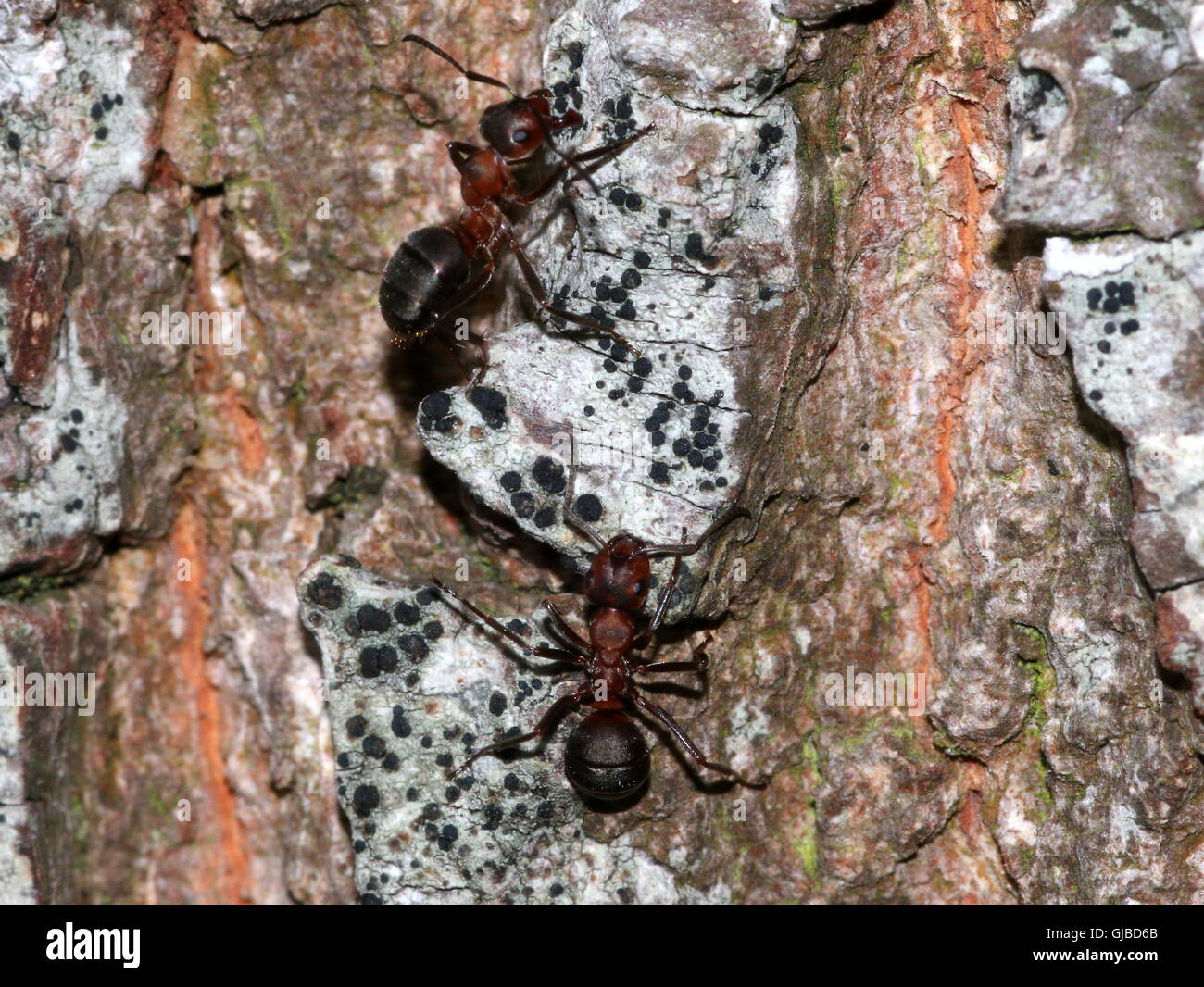 Two male European red wood ants (Formica polyctena or Formica rufa) on