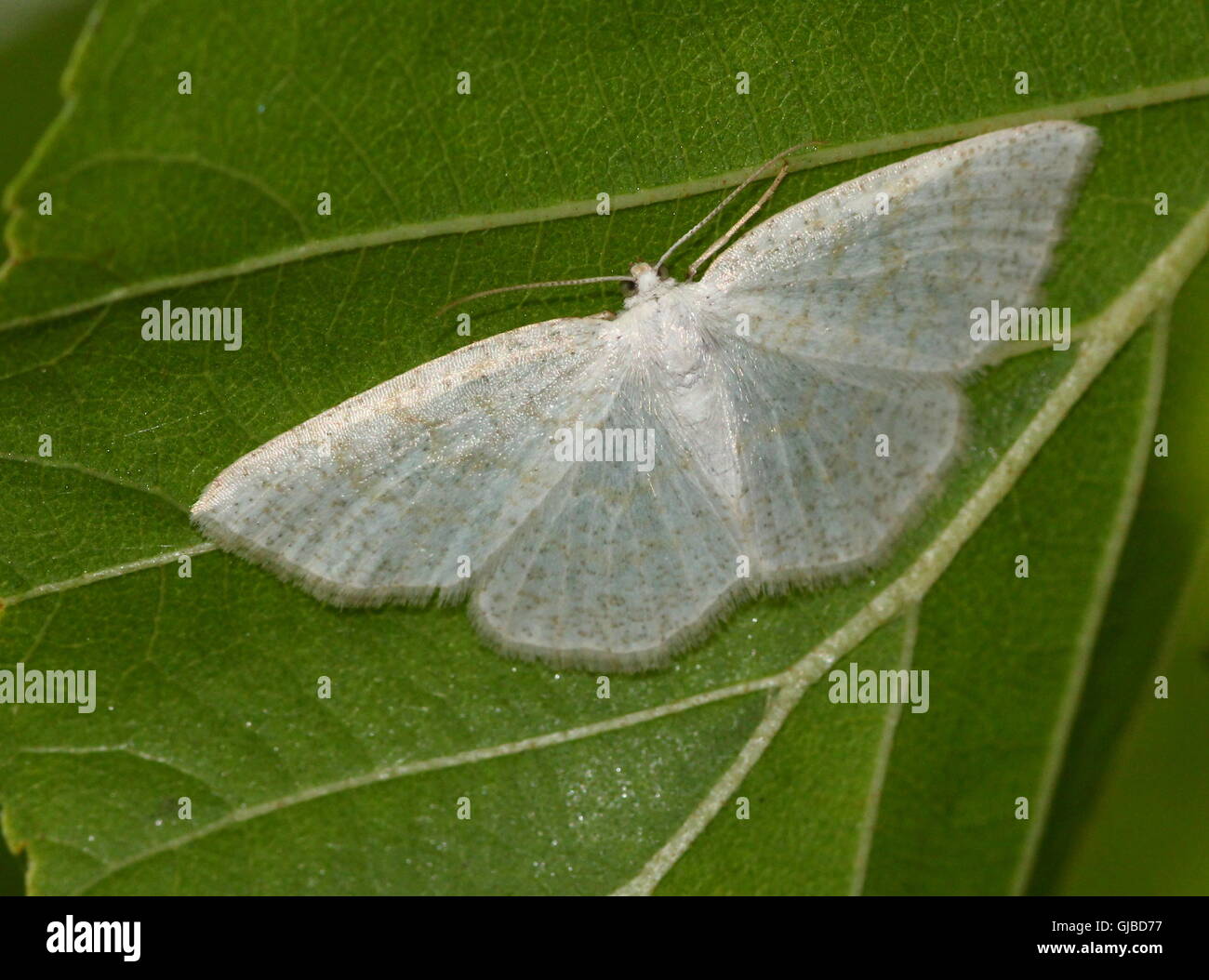 Female European Common Wave moth (Cabera exanthemata - Geometridae) Stock Photo