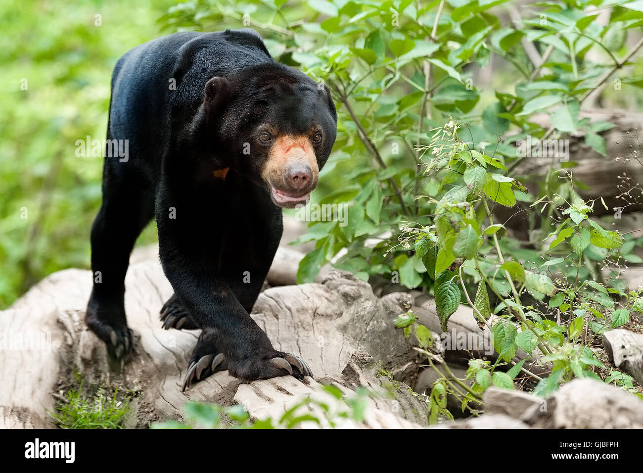 black Malaysian bear known as Sun bear (Helarctos malayanus) Stock Photo