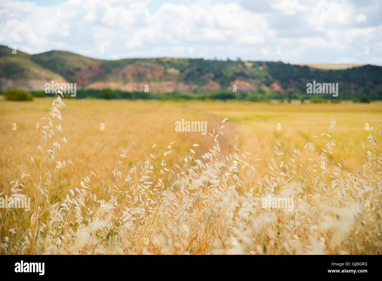 Cereal field. Torremocha del Jarama, Madrid province, Spain. Stock Photo