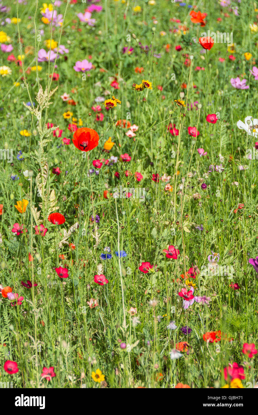 Wildflowers growing in the summer sun Stock Photo Alamy