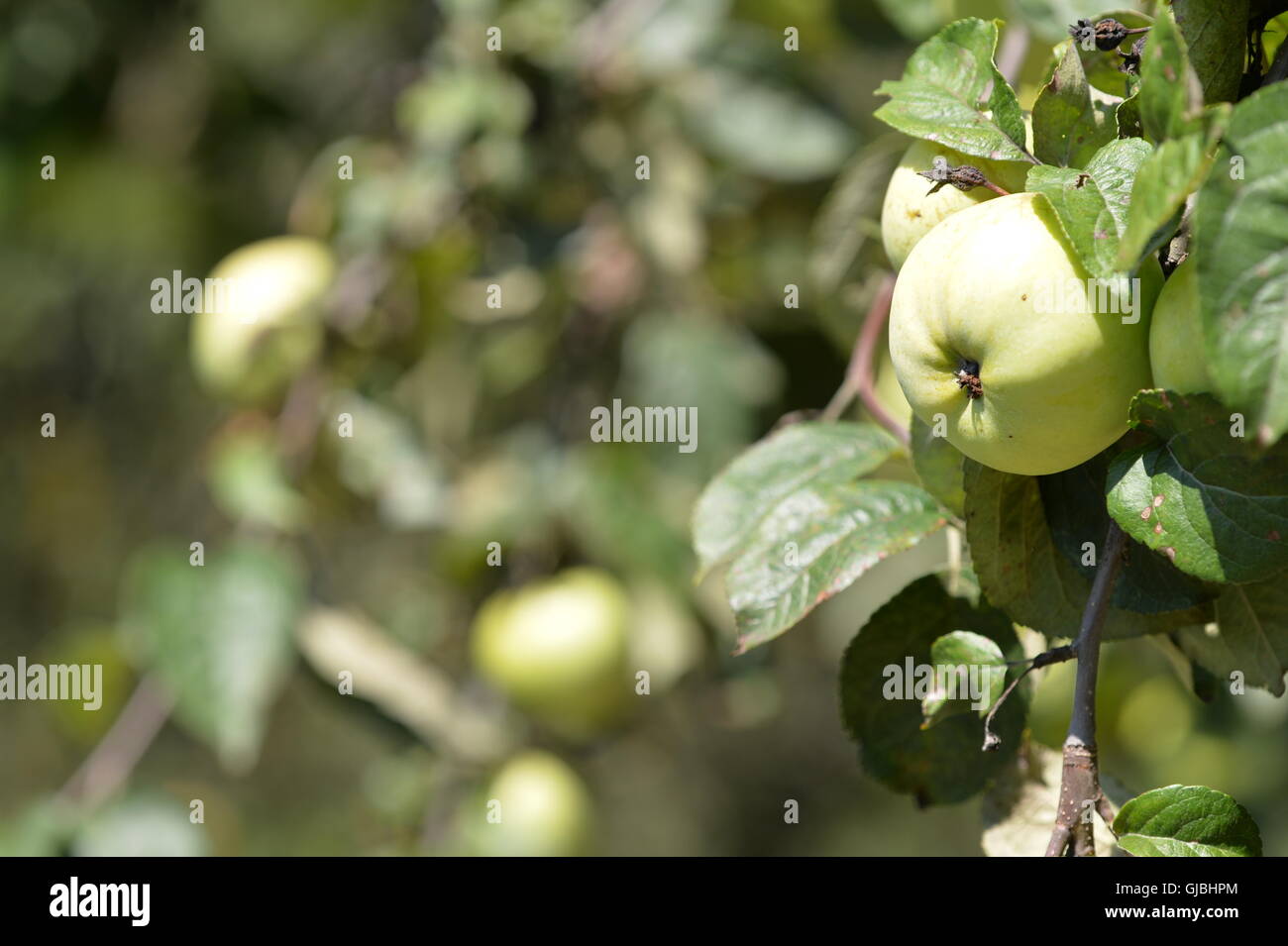 Green apple on a tree branch in the garden Stock Photo - Alamy