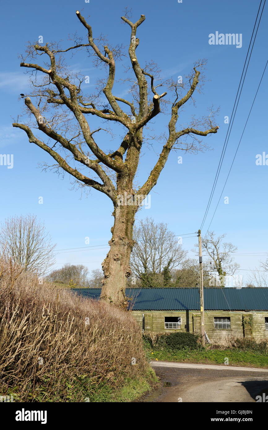 Dead tree,Melbury Bubb,Dorset,UK Stock Photo