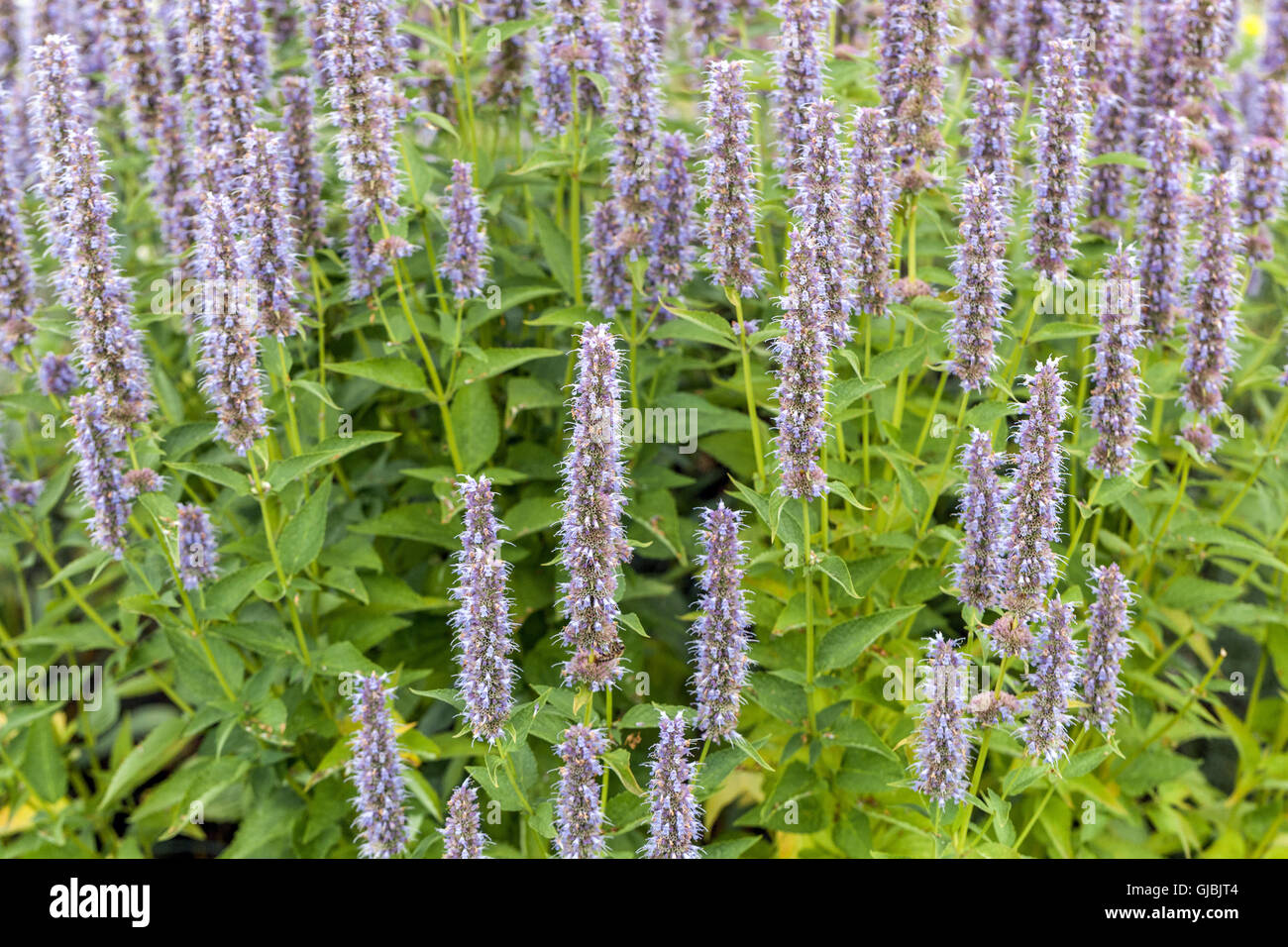 Anise Hyssop Agastache 'Black Adder' Stock Photo