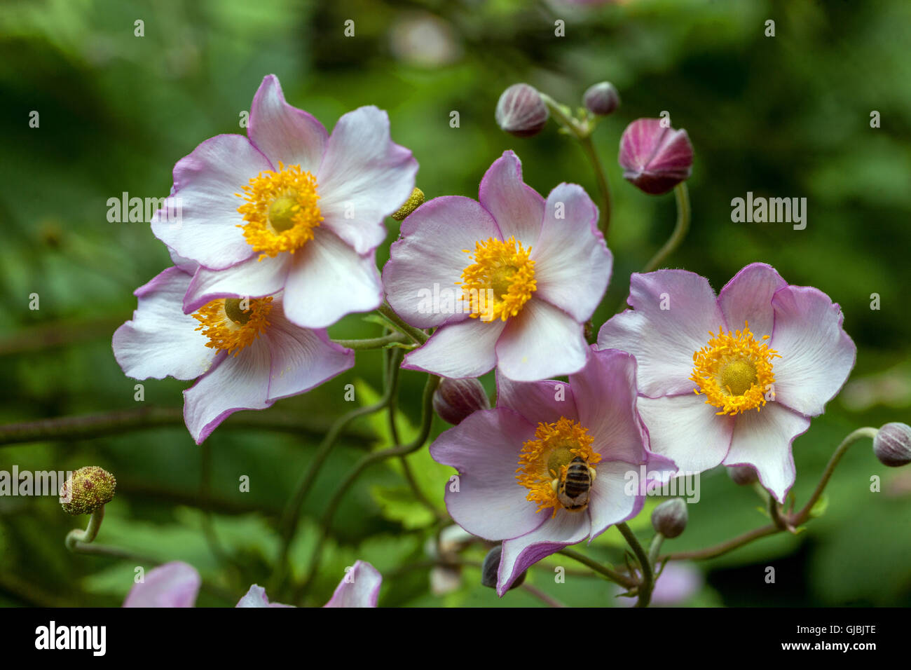 Japanese Anemone Hadspen Abundance, thimbleweed or windflower anemone japonica Stock Photo