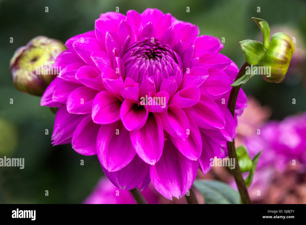 Purple Dahlia ' Opera ' flower Stock Photo