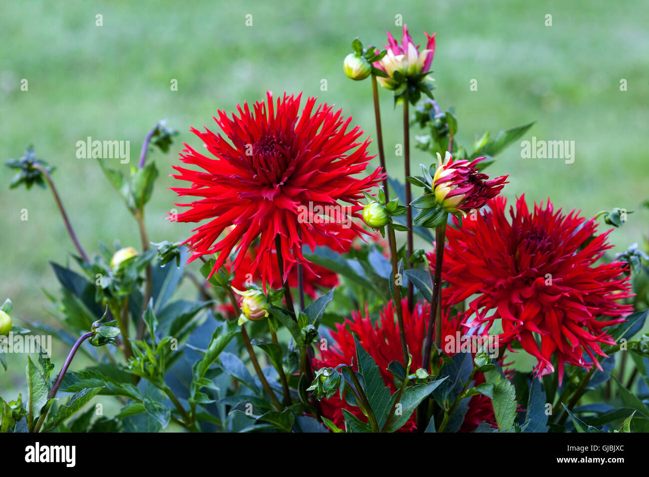 Dahlia ' Sirael  ' flower Stock Photo