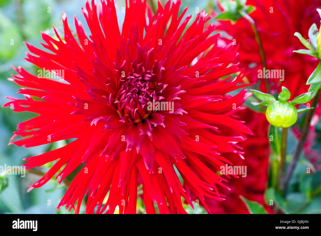 Red Dahlia ' Sirael  ' flower Stock Photo