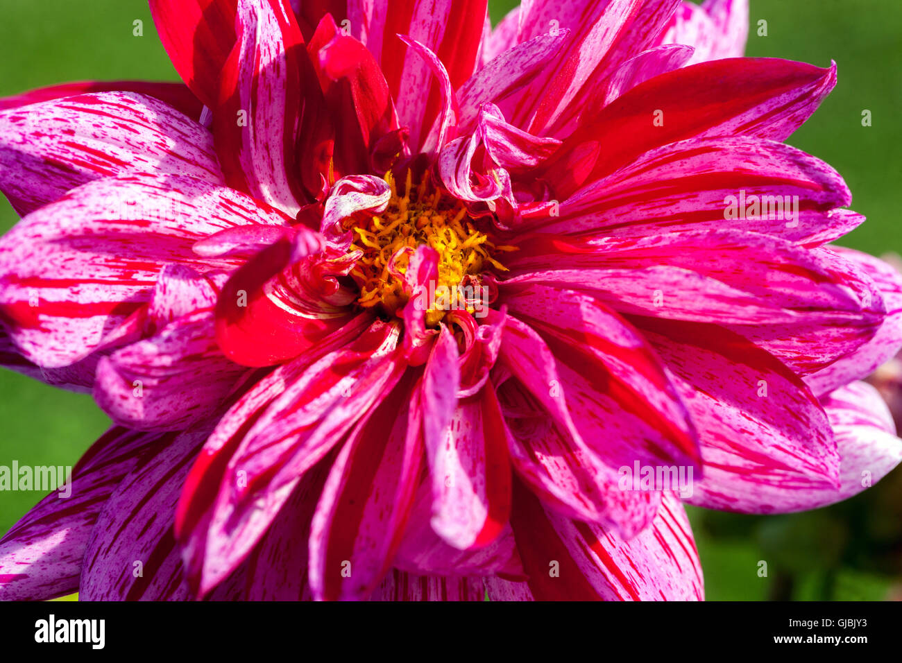 Dahlia ' Euterpe ' flower Stock Photo