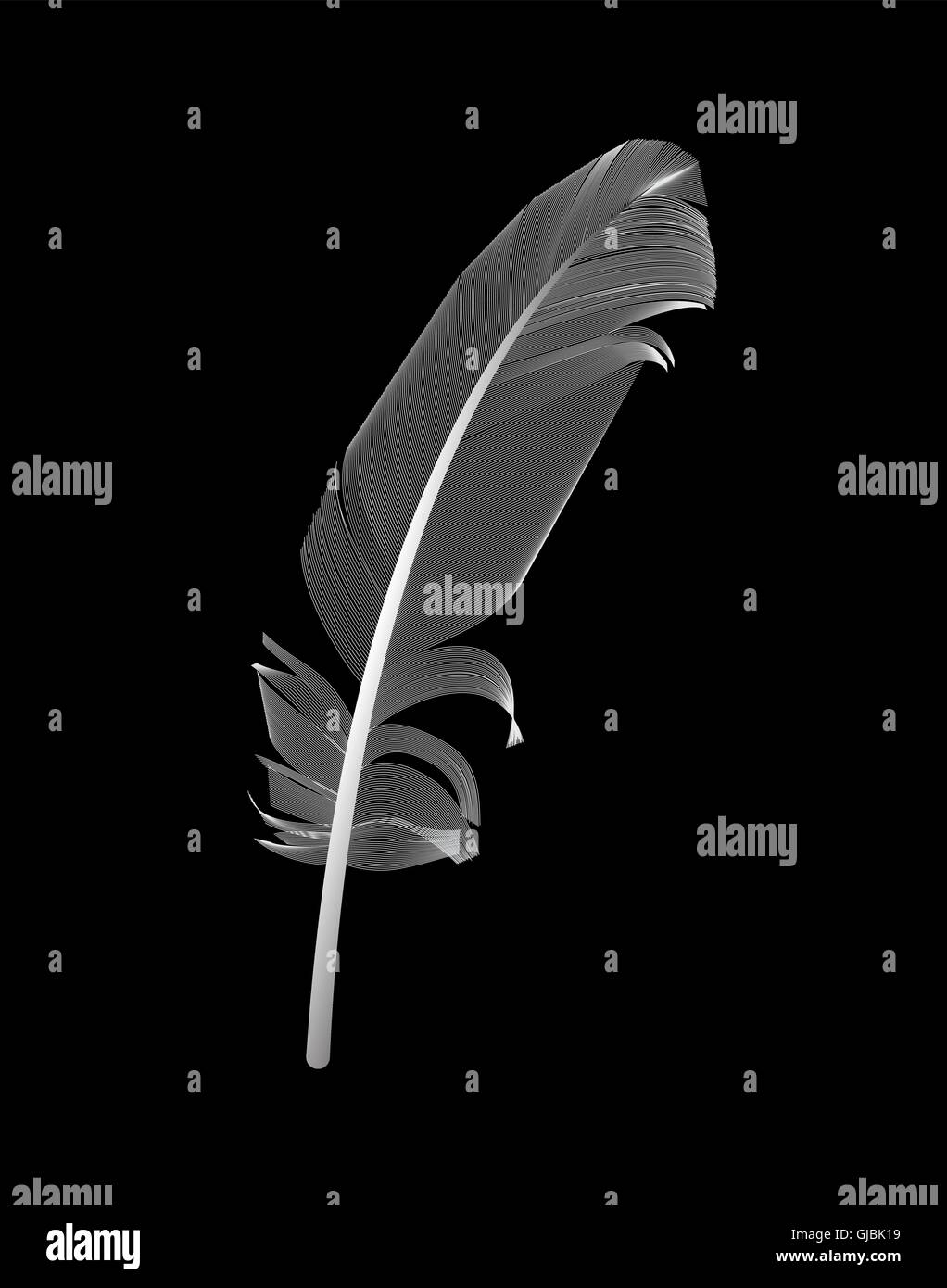 White Bird Feather Drawn in Black Background. Vector Illustratio Stock ...
