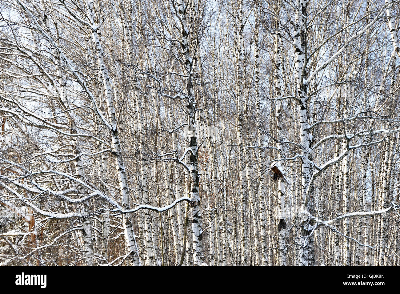 Birch forest in winter sunny day Stock Photo - Alamy