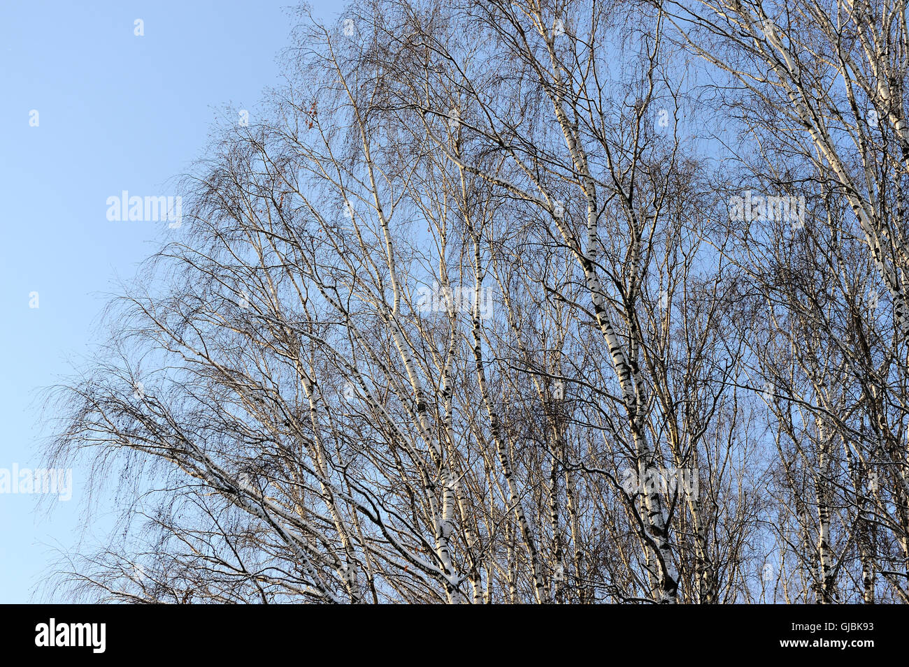 Birch forest in winter sunny day Stock Photo - Alamy