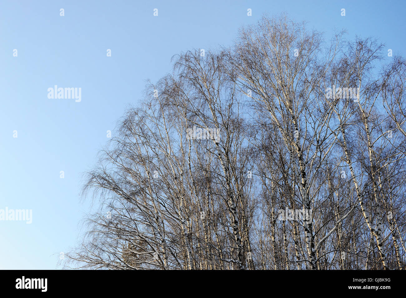 Birch forest in winter sunny day Stock Photo - Alamy