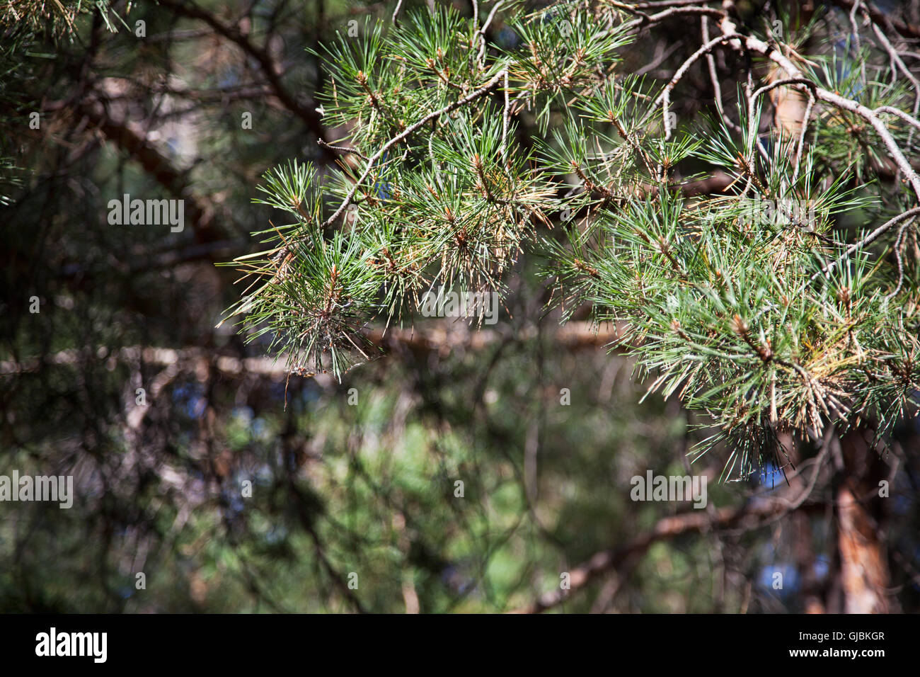 branch of pine in summer forest Stock Photo - Alamy