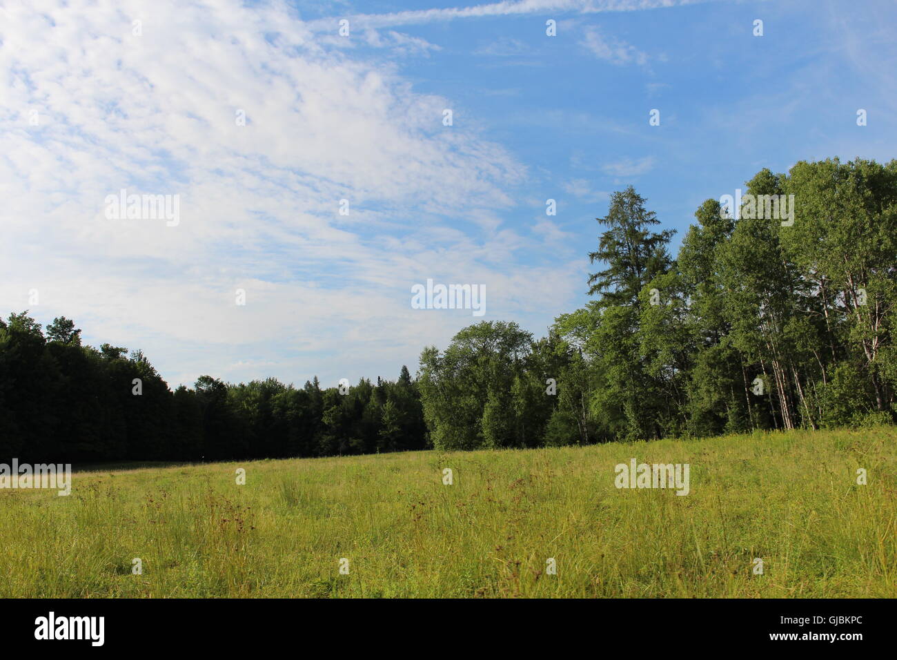 Field trees sky summer hi-res stock photography and images - Alamy
