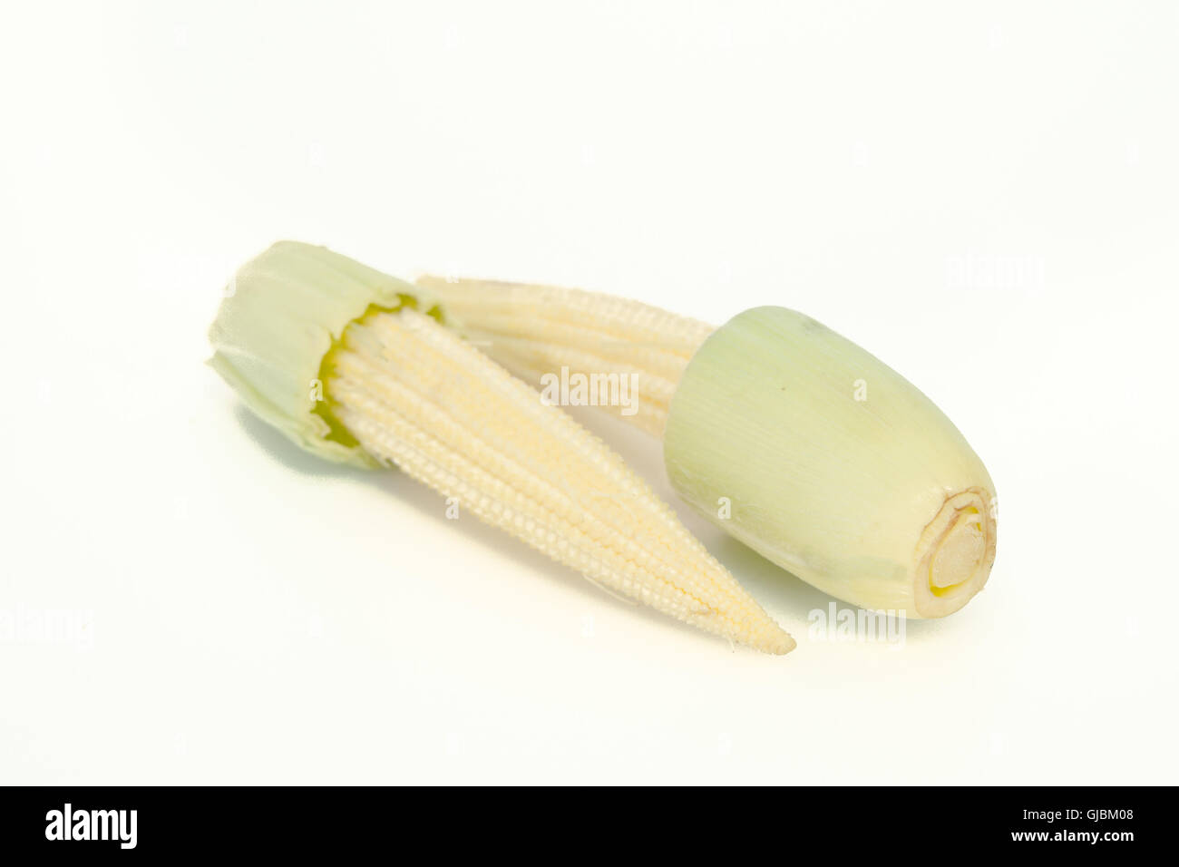 Baby corn fruit (also known as young corn, mini corn, cornlettes, candle corn, Zea mays L, Gramineae) grouped and isolated on wh Stock Photo