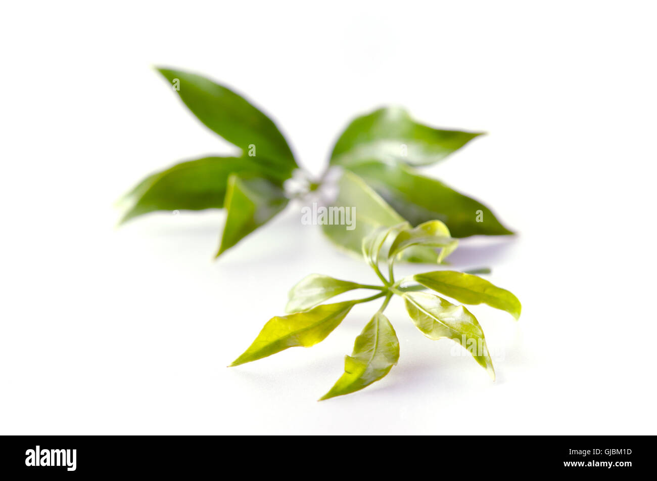 Araliaceae leaf - Famous Thai Herb (Also called as Schefflera leucantha R.Vig., Schefflera kwangsiensis Merr, Schefflera tamdaoe Stock Photo