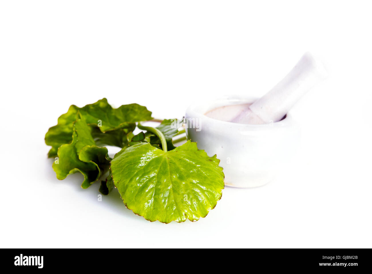 Centella asiatica (Also called as Asiatic Pennywort, Centella asiatica (Linn.) Urban, gotu, kola, ayuvera, Thankuni in Indian, B Stock Photo