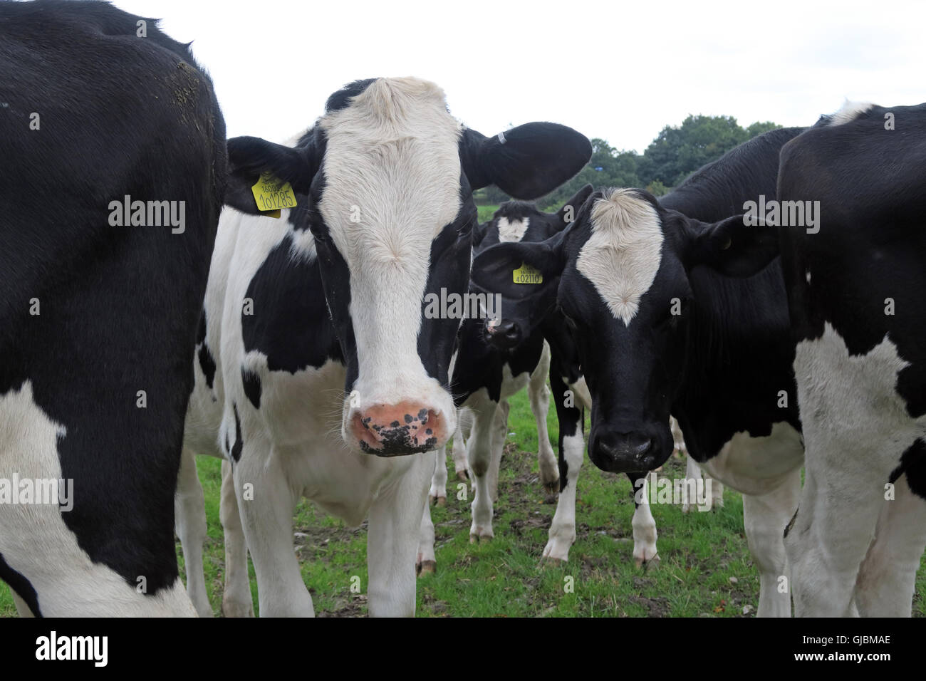 Cattle, a herd of cows in a cow field, Grappenhall, Cheshire, North West England, UK, WA4 Stock Photo