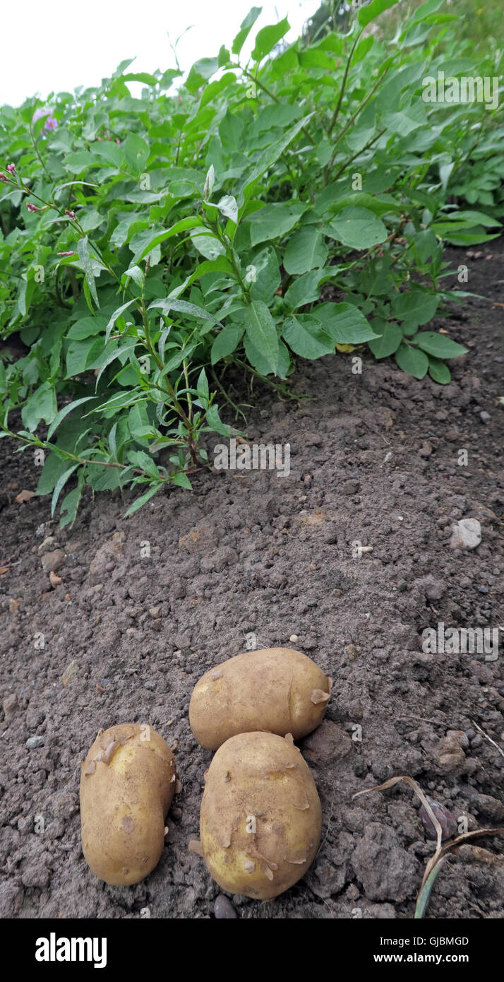 Where potatoes come from, tubers in a hand, in field of potato crop,Cheshire,North West England, UK Stock Photo