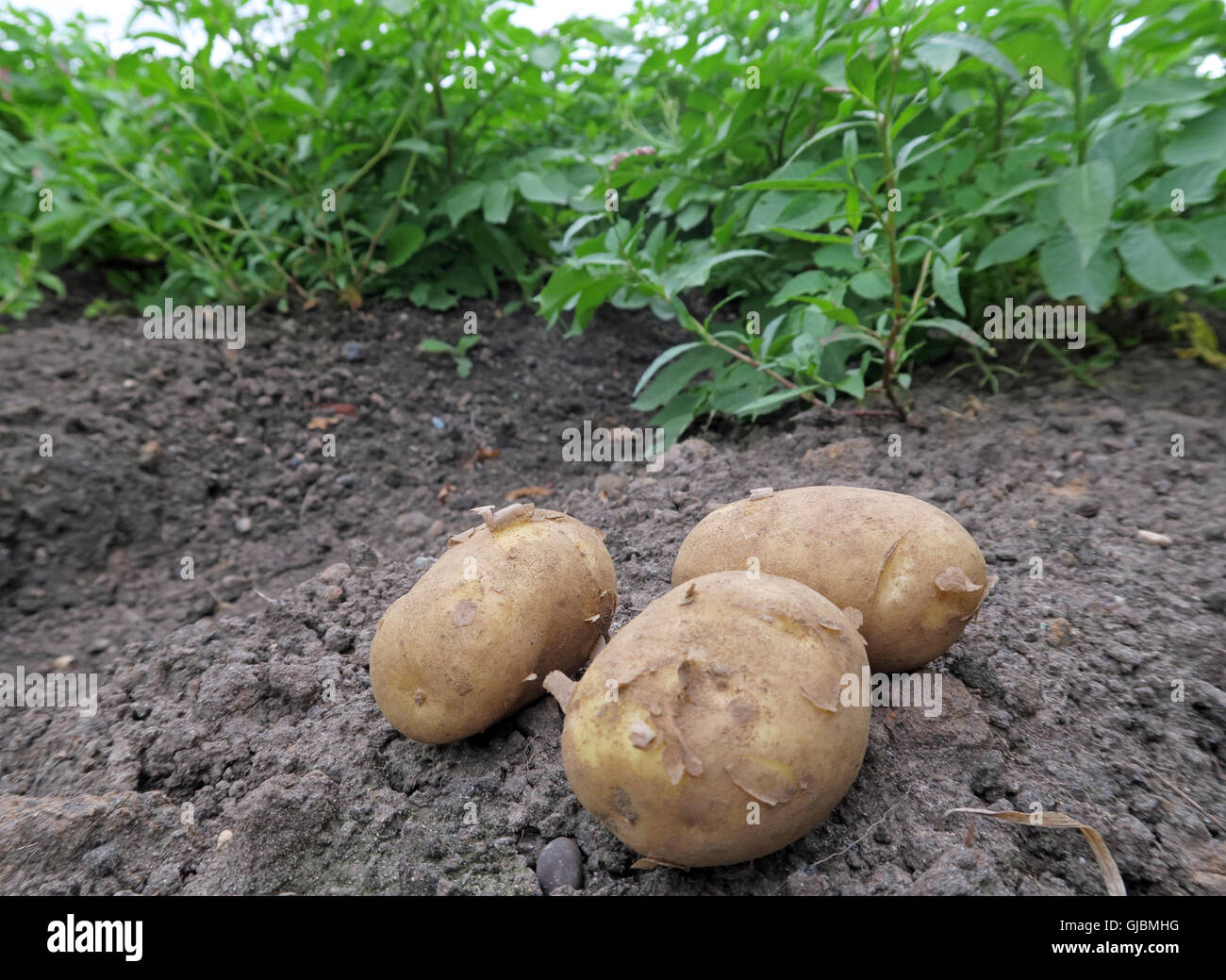 Where potatoes come from, tubers in a hand, in field of potato crop,Cheshire,North West England, UK Stock Photo