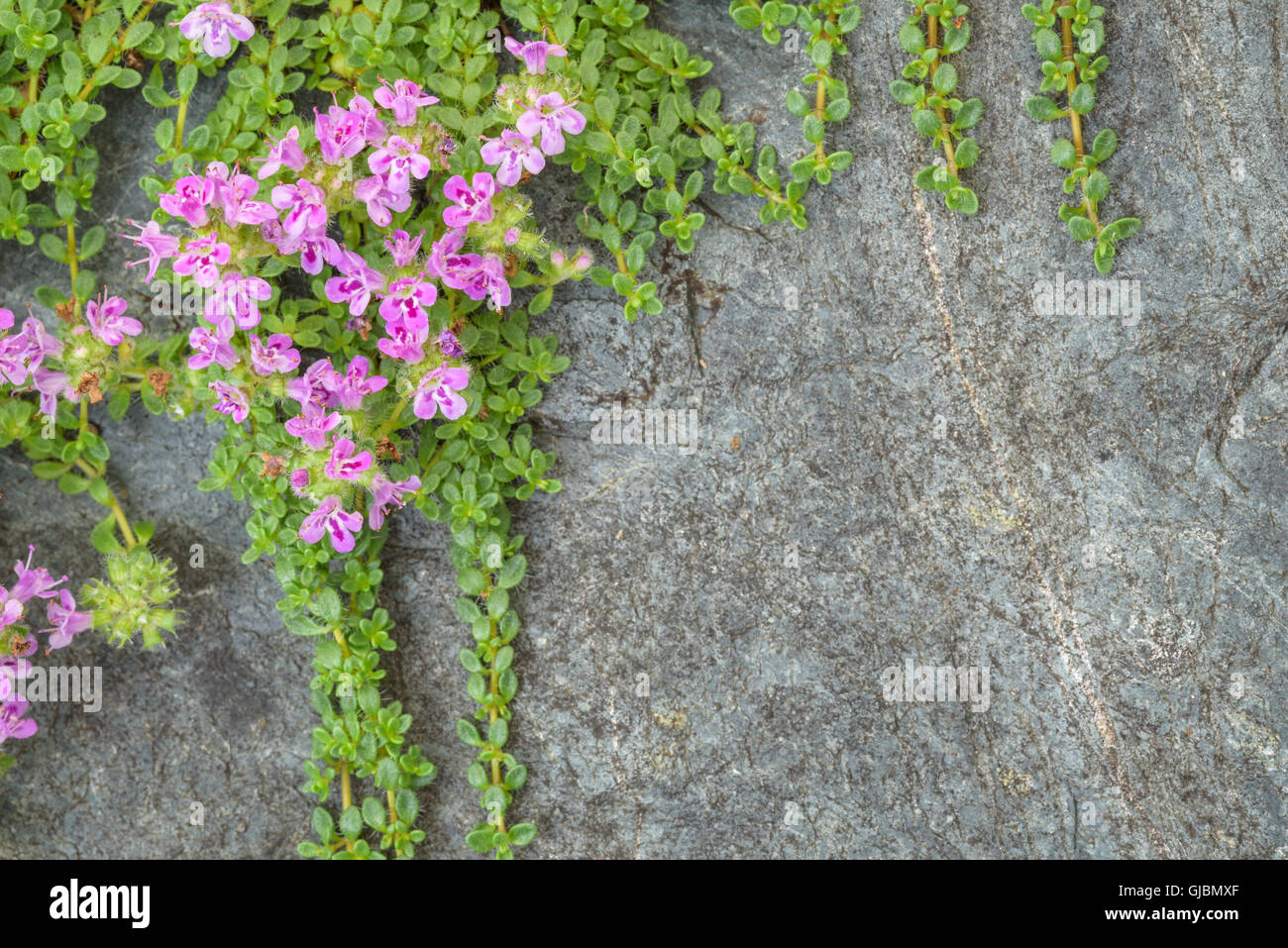Creeping thyme with pink flowers over a blue gray stone, as a