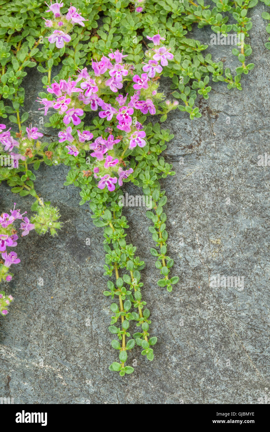 Creeping thyme with pink flowers over a blue gray stone, as a