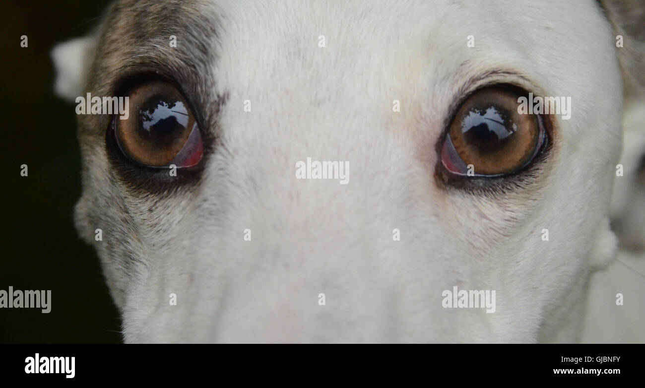 Staring dog eyes Stock Photo Alamy