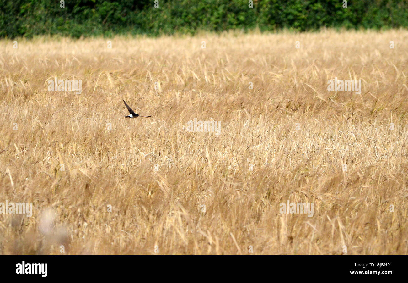 Swallow hovers over a corn field. The field is ready for harvest. Stock Photo