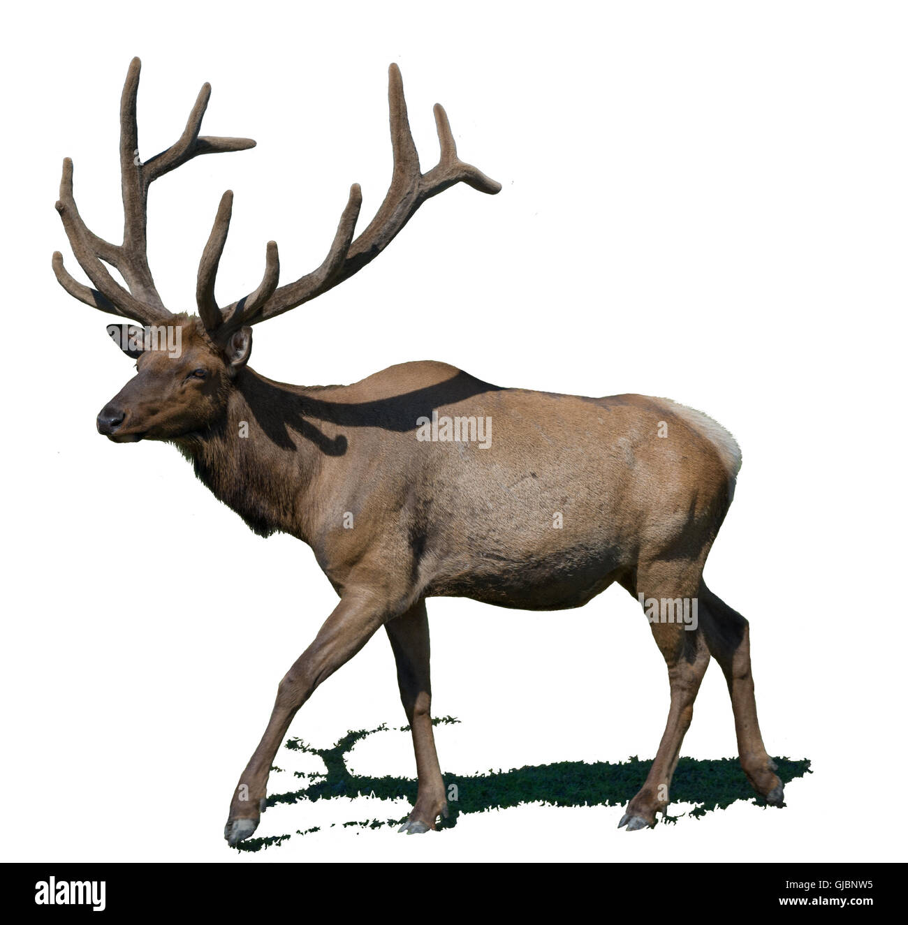 An elk with antlers in velvet is isolated on a white background. Stock Photo