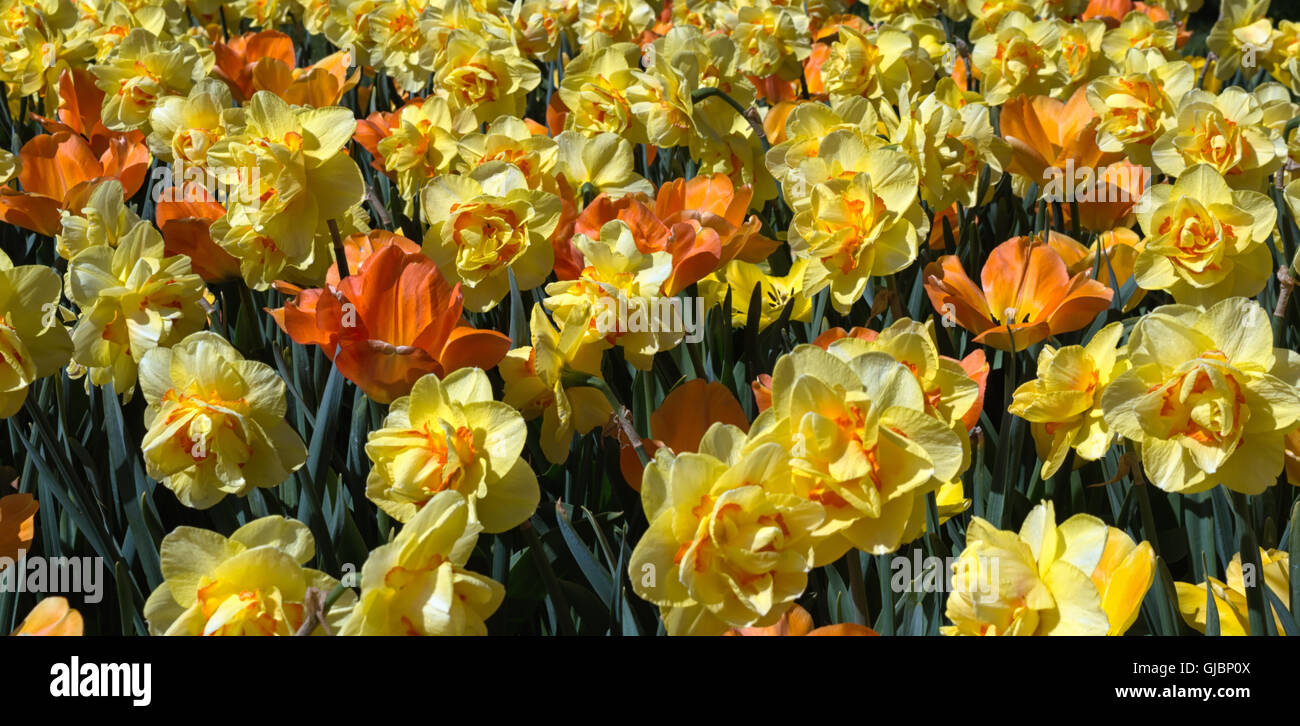 These tulips have bloomed with orange and yellow flowers Stock Photo
