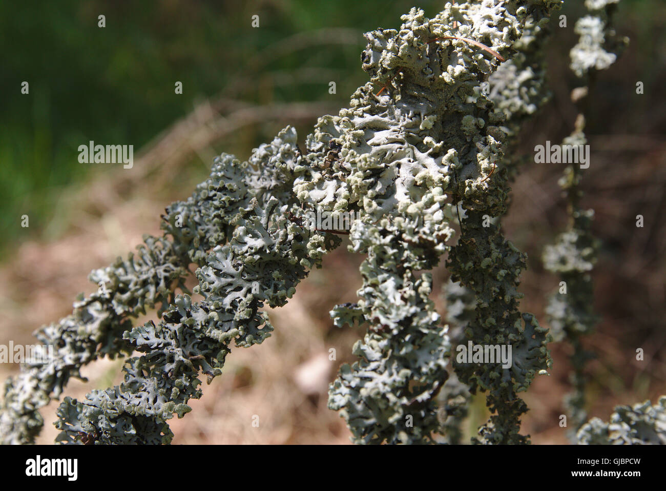 Lichen Hypogymnia physodes Stock Photo