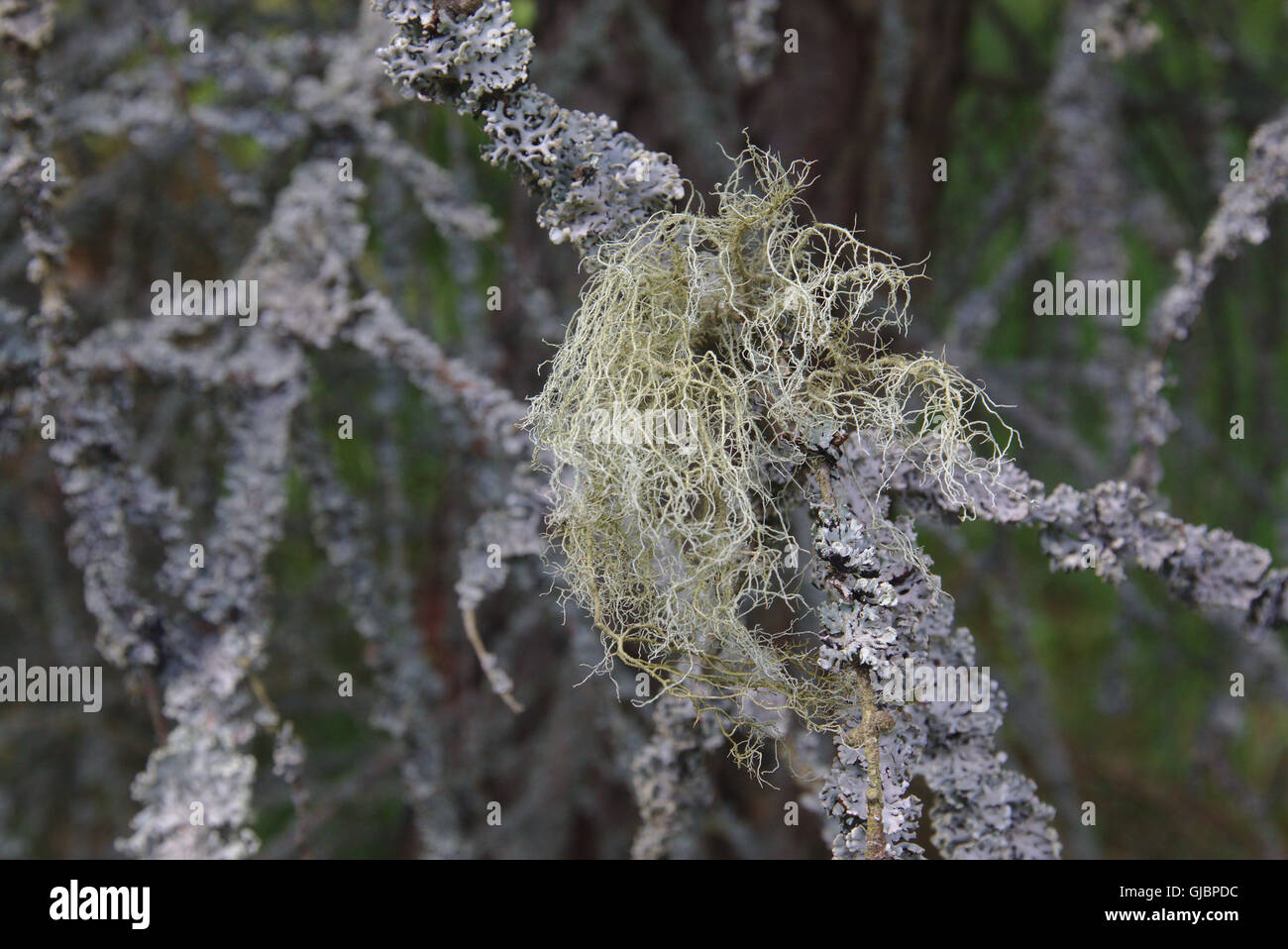 Lichen species: Usnea hirta and Hypogymnia physodes Stock Photo