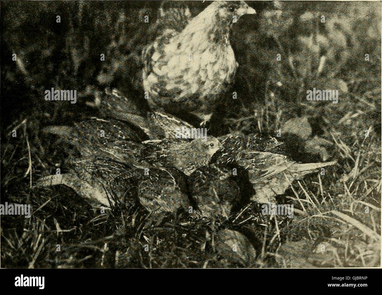 Bird lore (1917) Stock Photo